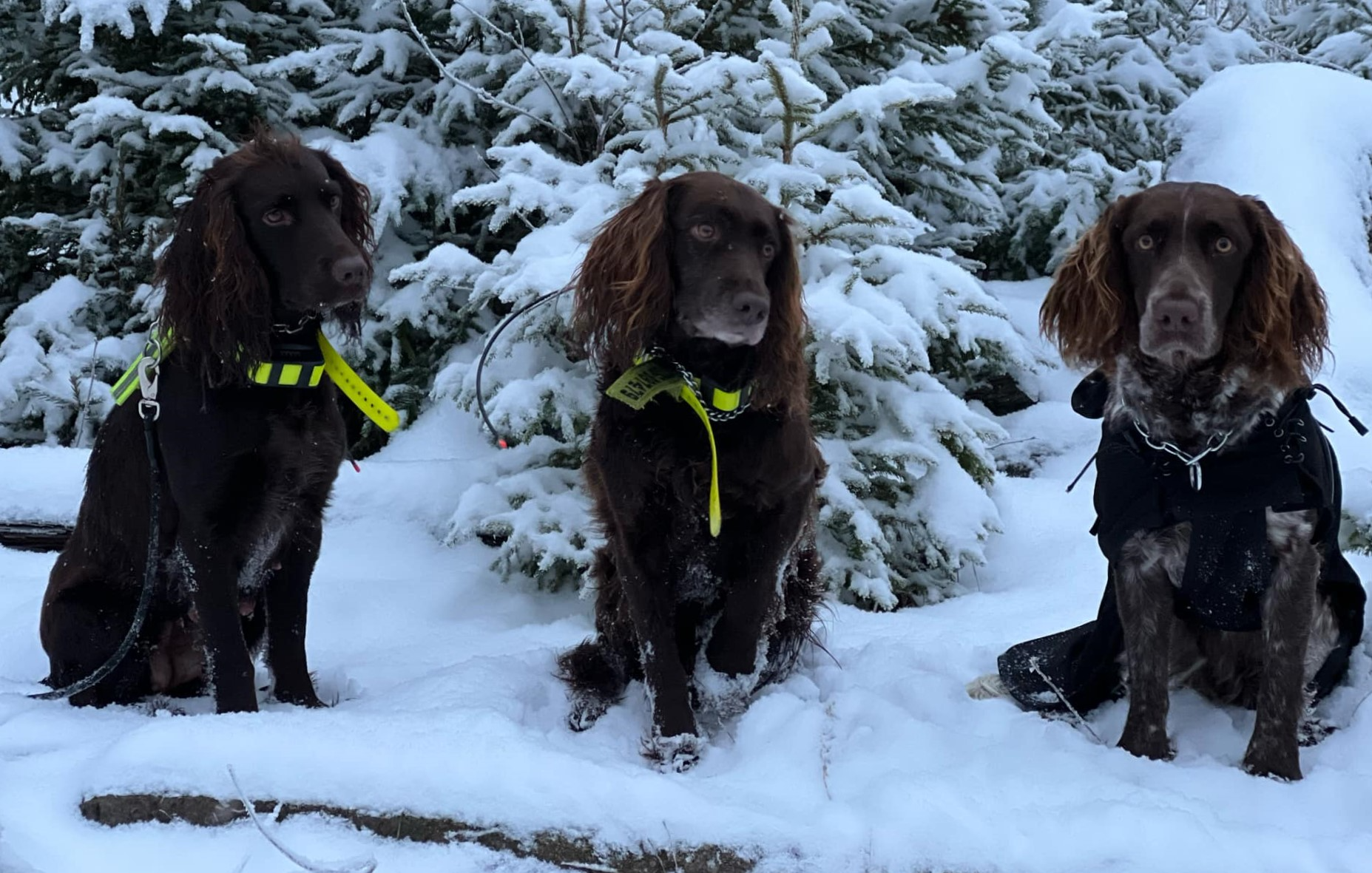 Ellie, Cleo o Hedwig efter en tur i snöig skog.