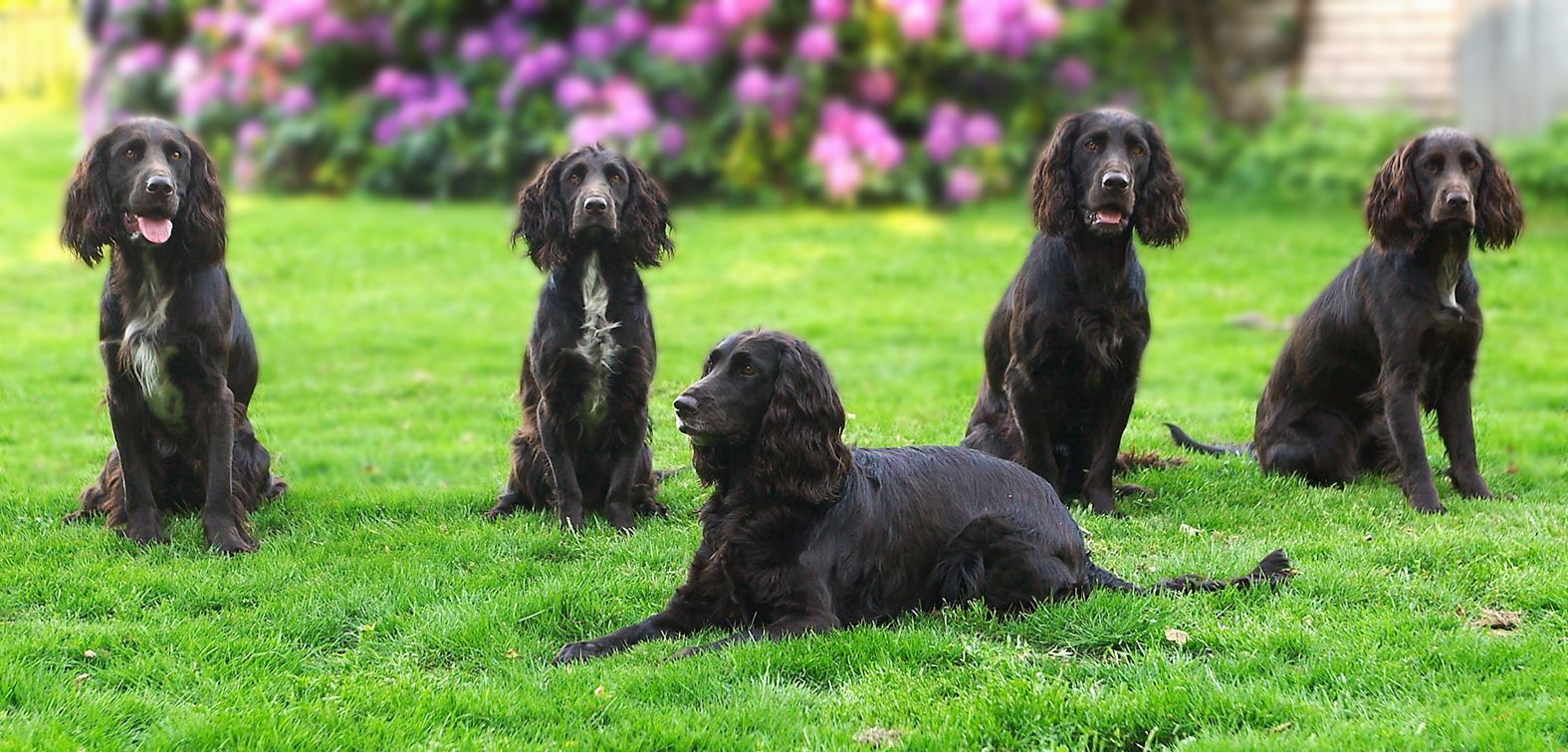 Valpträff försommaren 2004