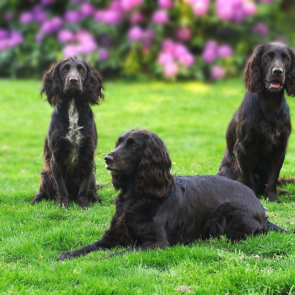 Valpträff försommaren 2004