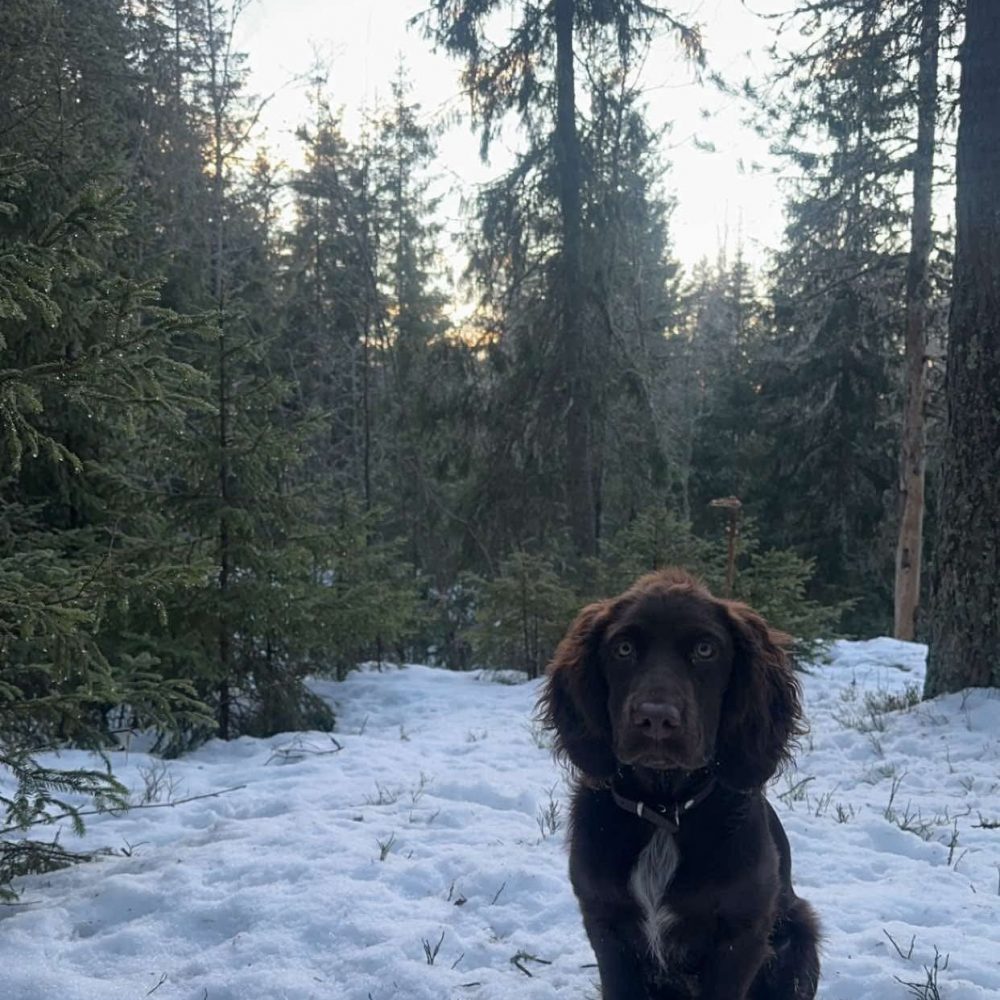 Nelly i skogen